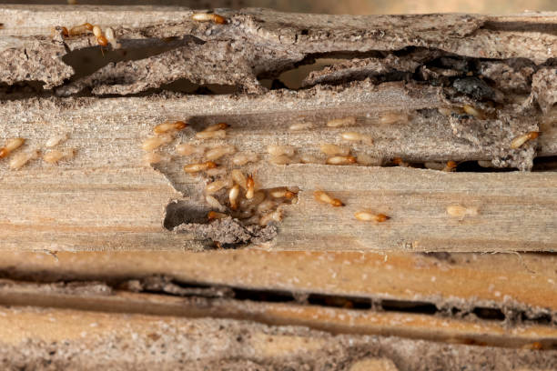 Best Wasp Removal Services  in Forest Hills, PA